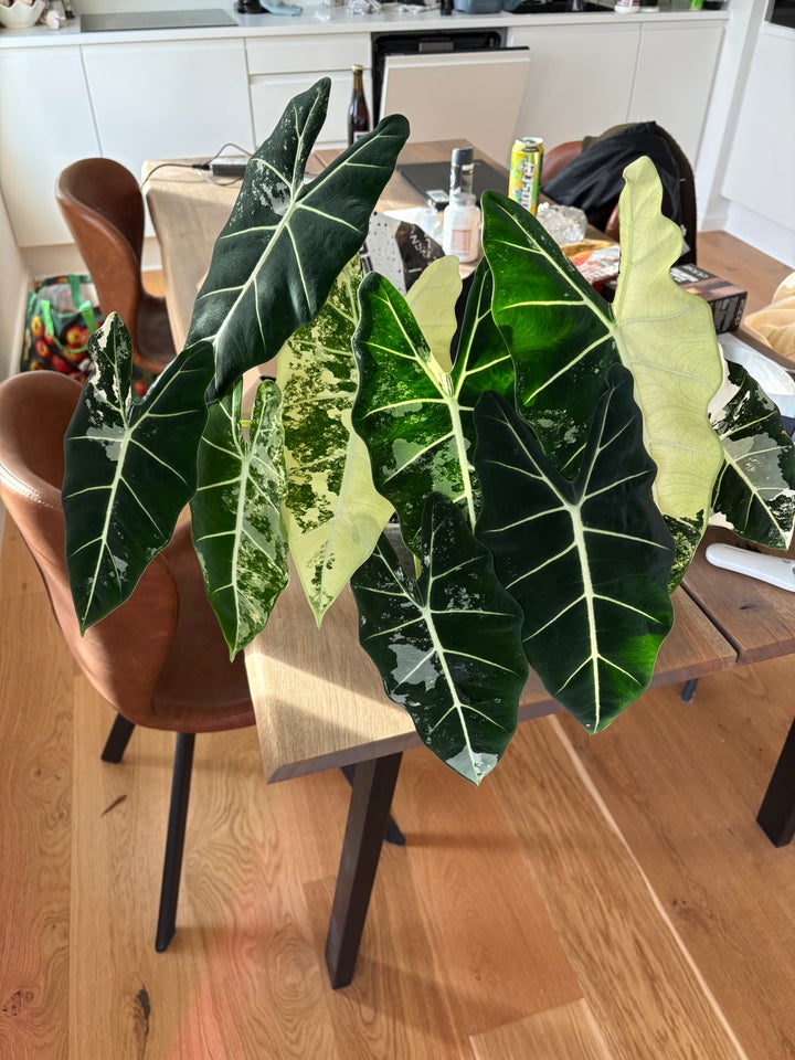 Alocasia Frydek Variegated