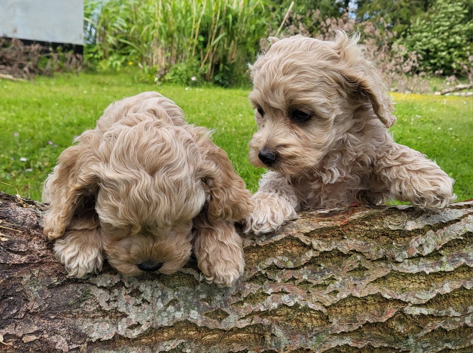 Smukke Cockapoo hvalpe sælges