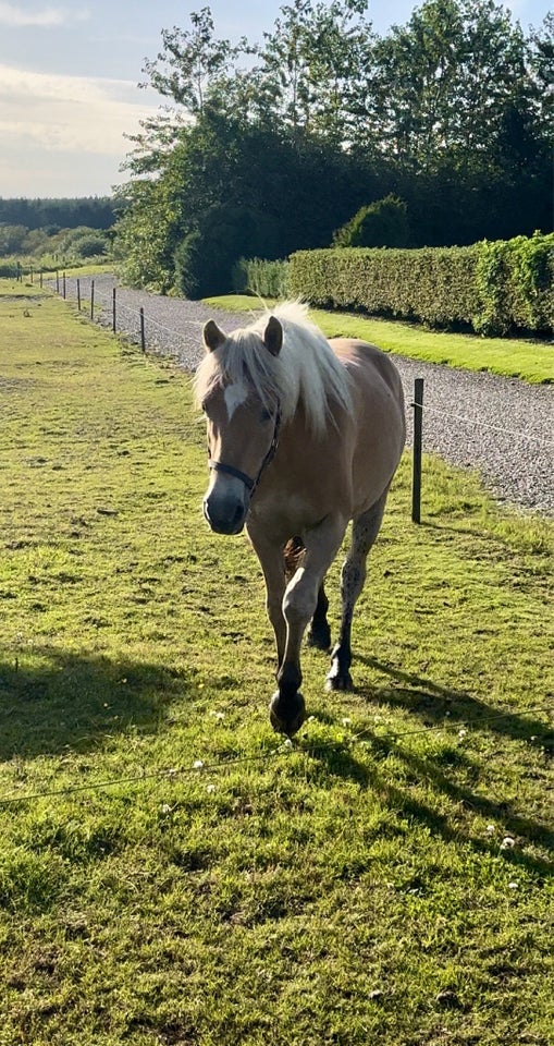 Haflinger, vallak, 2 år