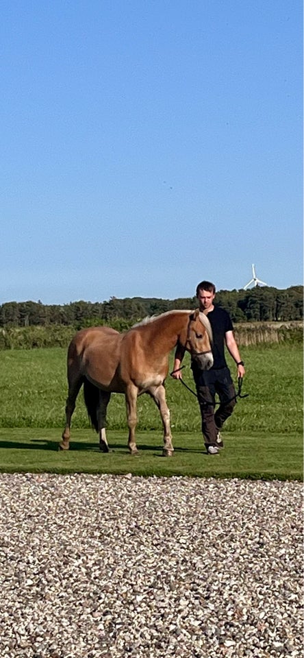 Haflinger, vallak, 2 år