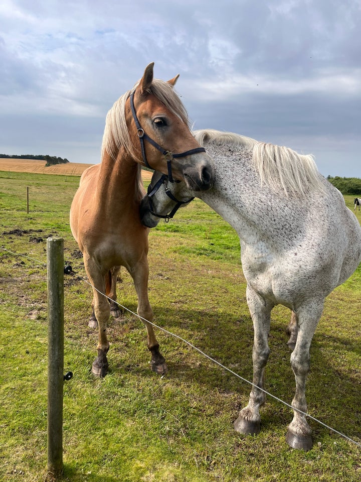 Haflinger, vallak, 2 år