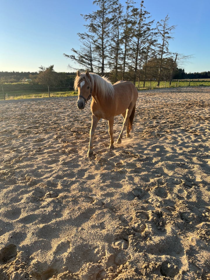 Haflinger, vallak, 2 år