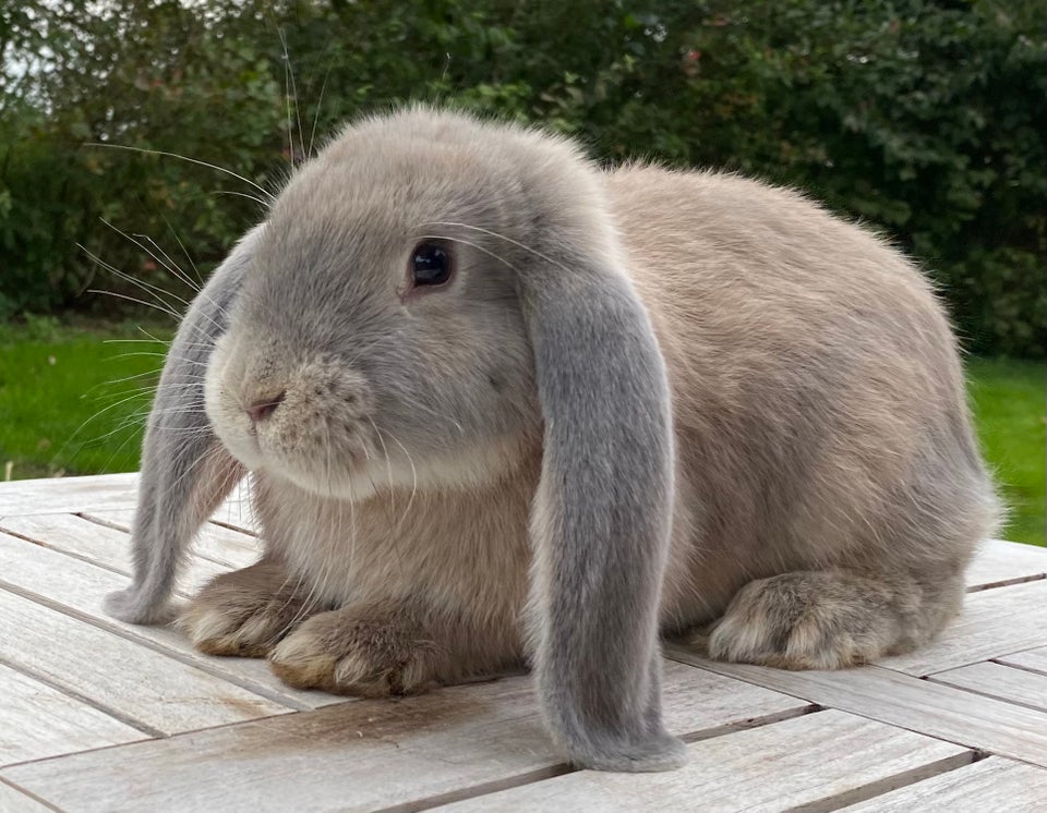 Kanin, FRANSK VÆDDER HAN ISABELLA