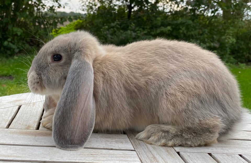 Kanin, FRANSK VÆDDER HAN ISABELLA