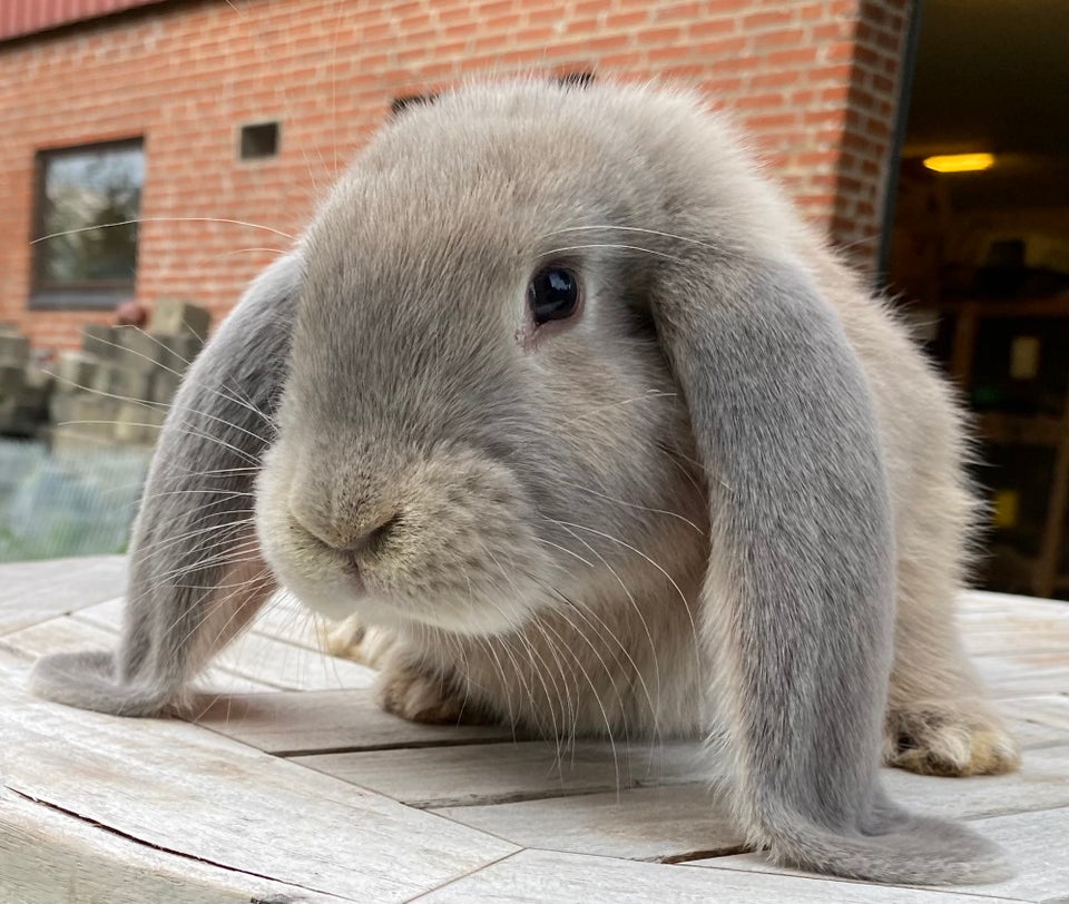 Kanin, FRANSK VÆDDER HAN ISABELLA