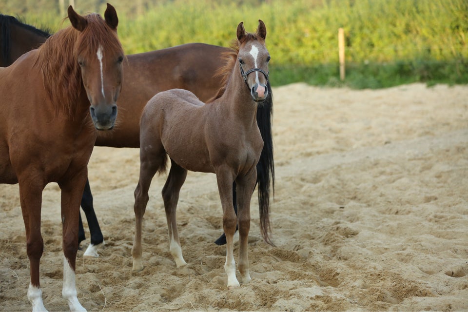 Arabisk fuldblod ox, hingst, 0 år