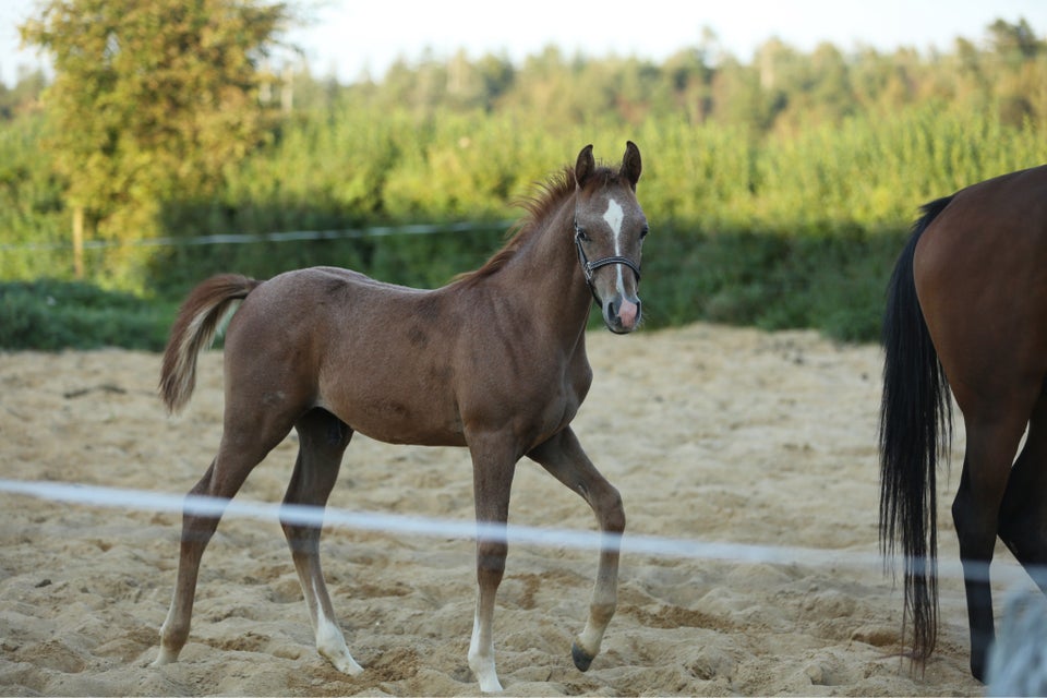 Arabisk fuldblod ox, hingst, 0 år