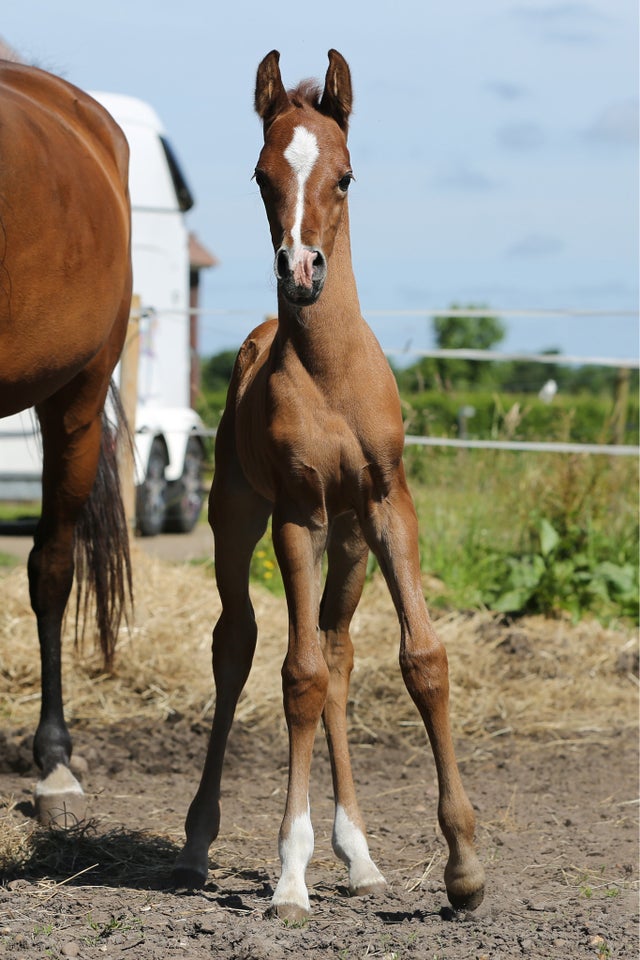 Arabisk fuldblod ox, hingst, 0 år