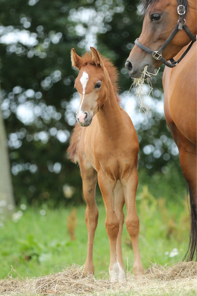 Arabisk fuldblod ox, hingst, 0 år