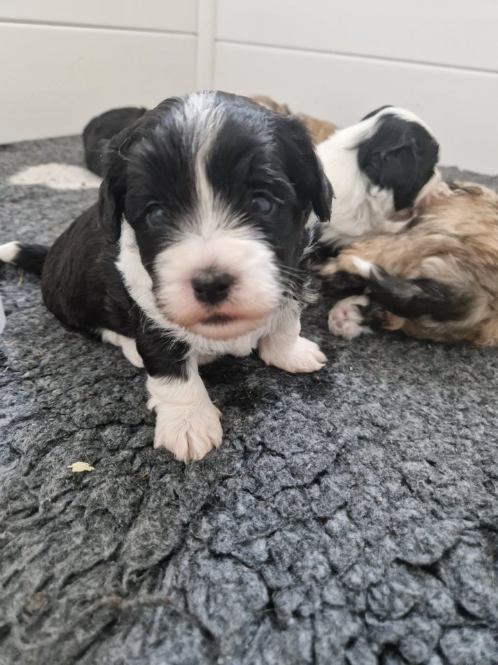 Brichon Havanese/Malteser