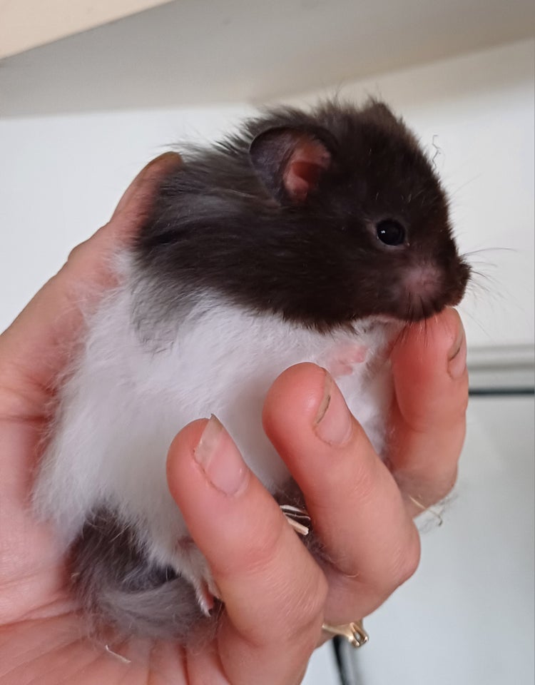 Hamster Guldhamster 0 år