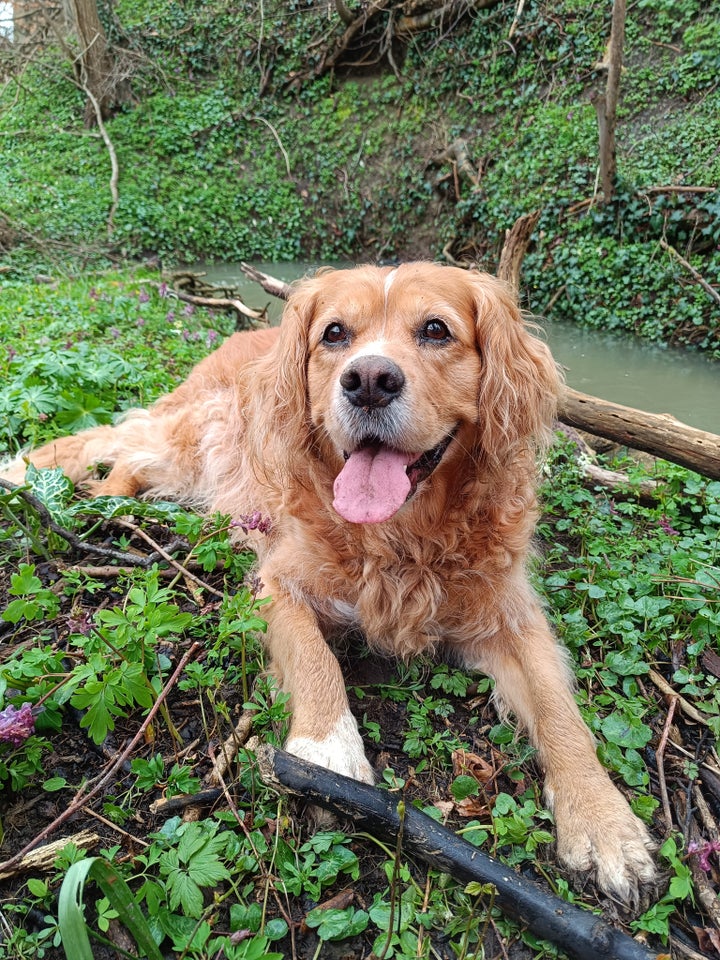 Golden Retriever/Cavalier King