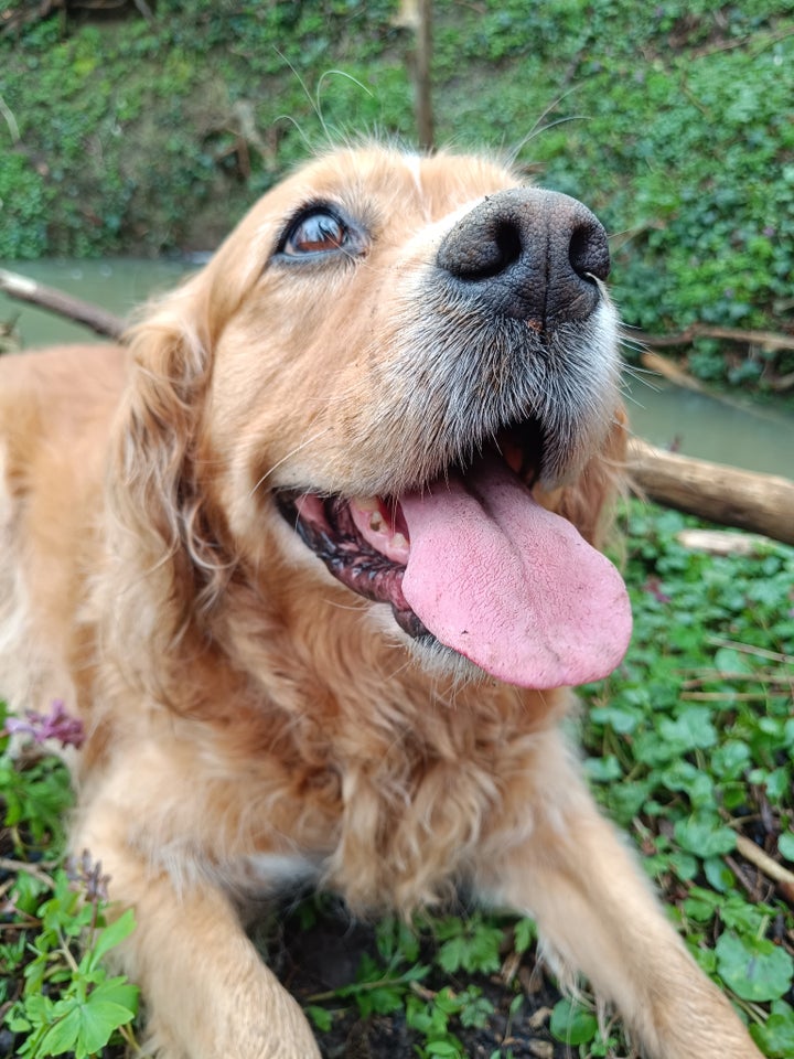 Golden Retriever/Cavalier King