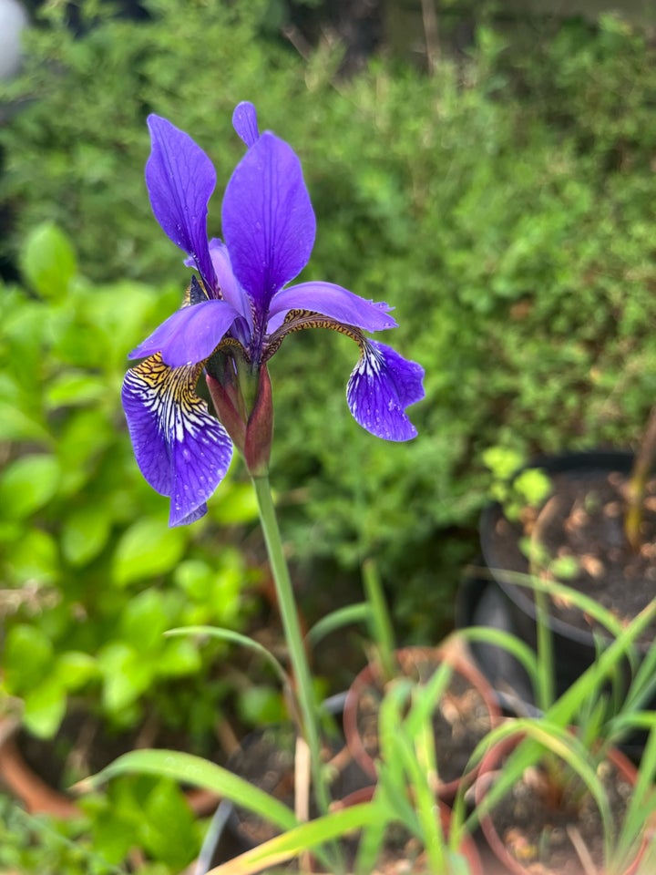 Stauder, Iris