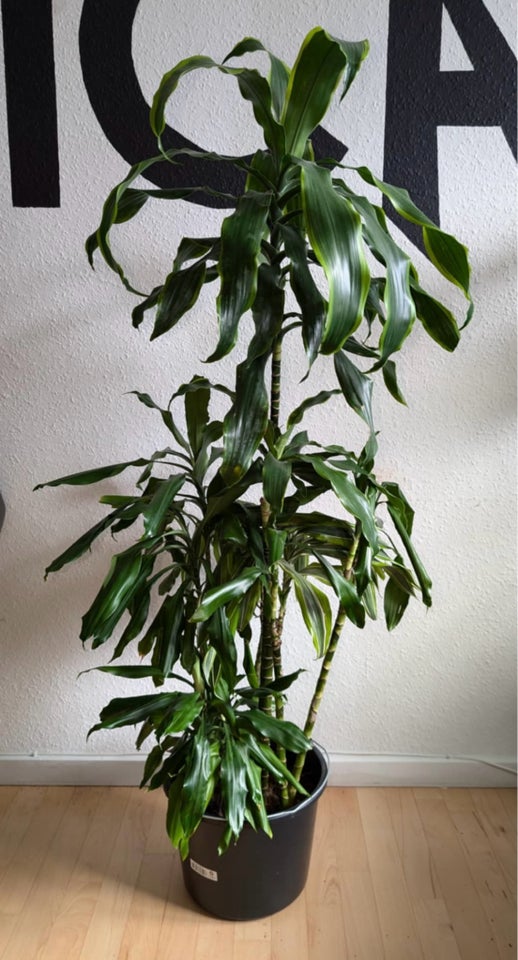 Grøn stueplante, Dracaena Janet