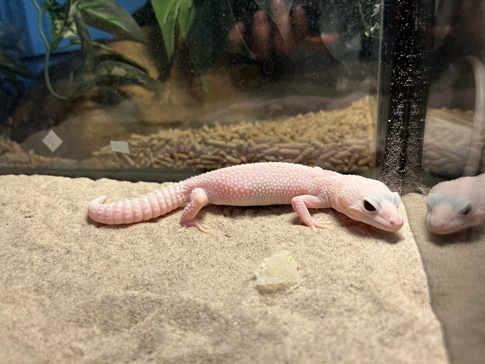 Gekko Leopardgekko