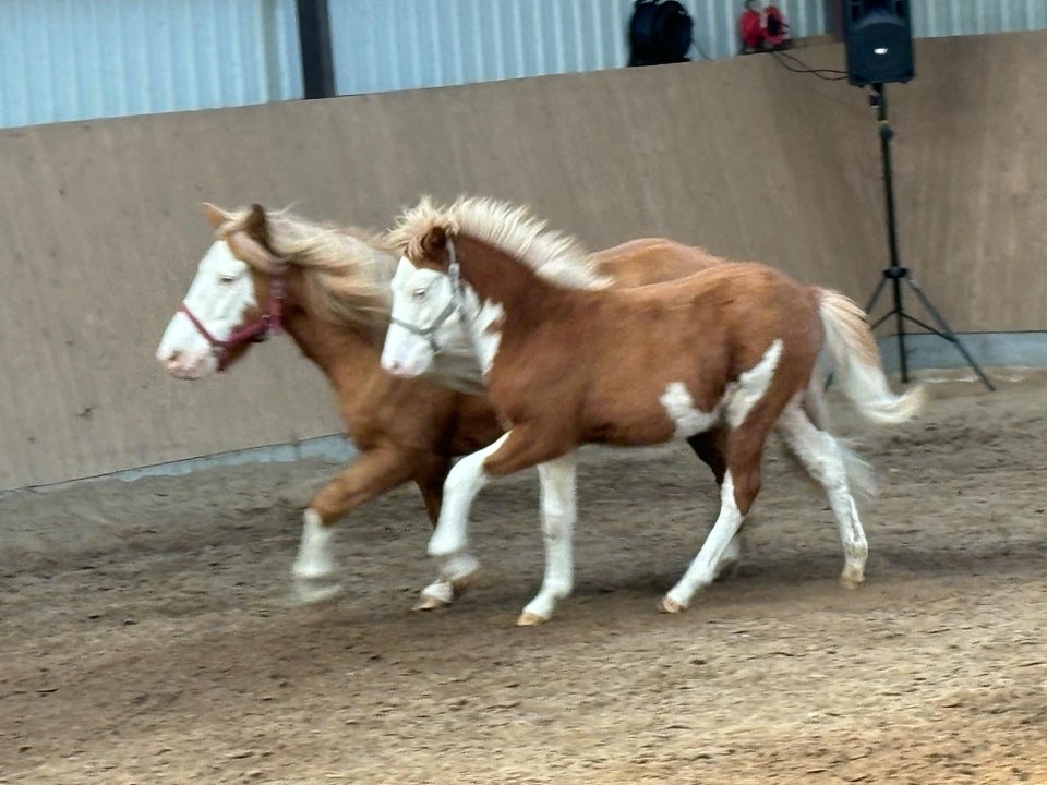 Islænder, hingst, 0 år