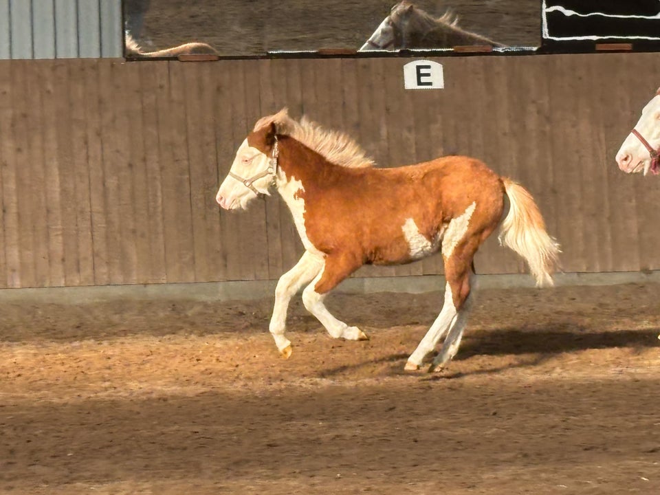 Islænder, hingst, 0 år