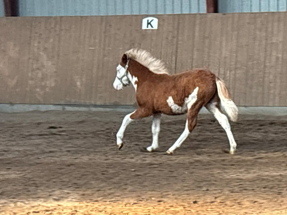 Islænder, hingst, 0 år