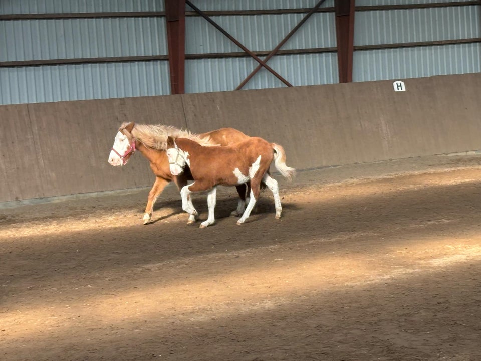 Islænder, hingst, 0 år