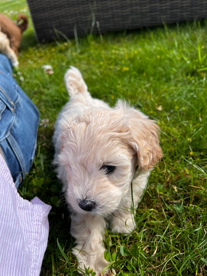 Maltipoo hvalp