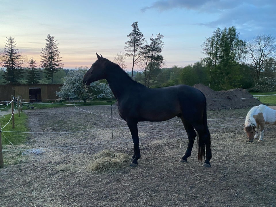 Dansk Varmblod vallak 4 år