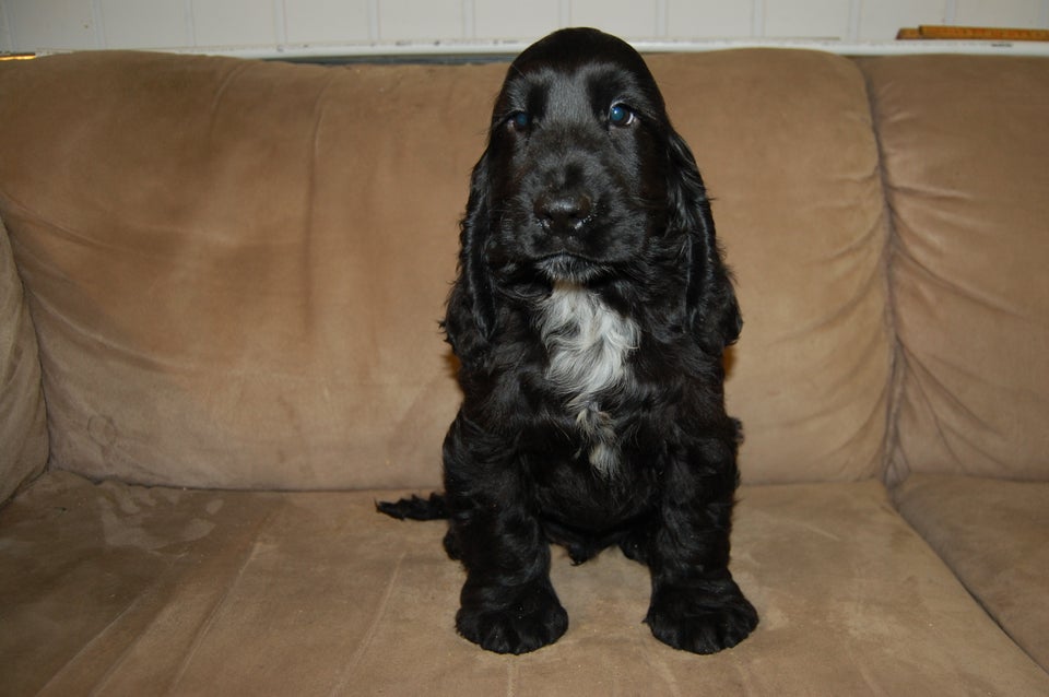 Cocker spaniel hvalpe 11 uger