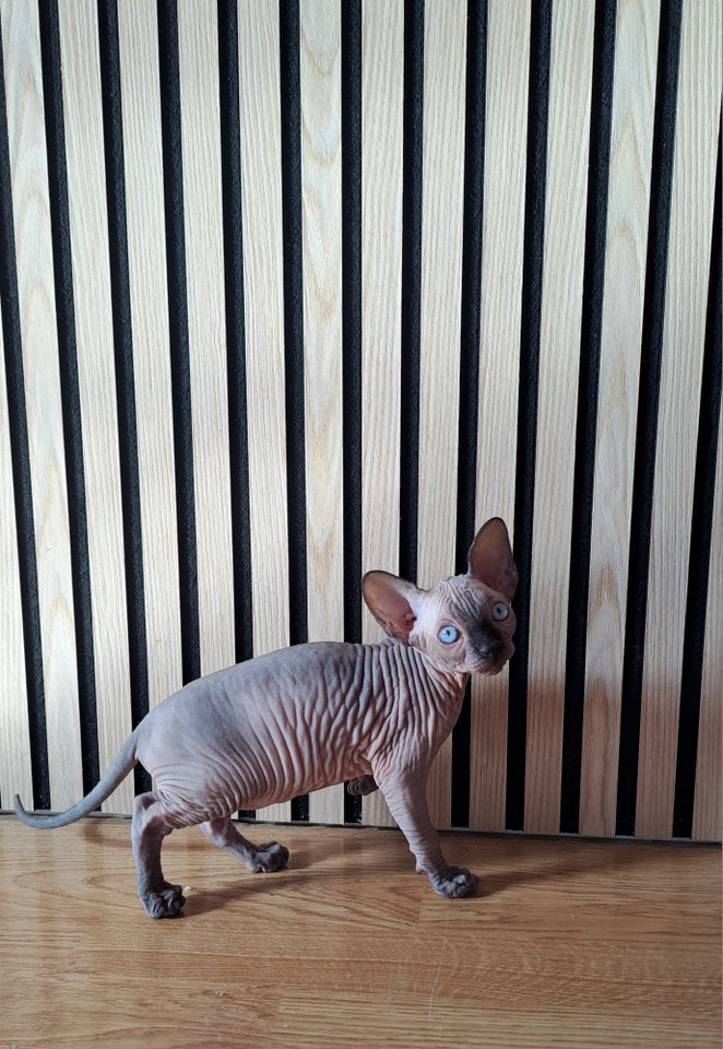 Sphynx hankilling 12 uger