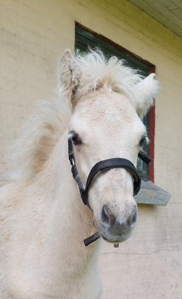 Islænder hingst 0 år