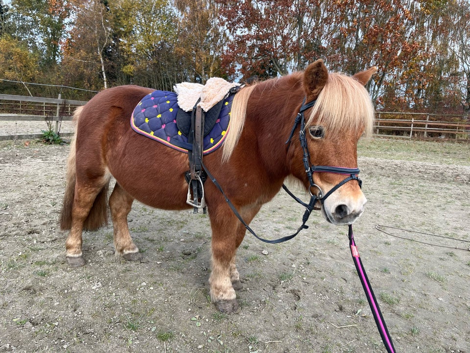 Shetlandspony, hoppe, 13 år