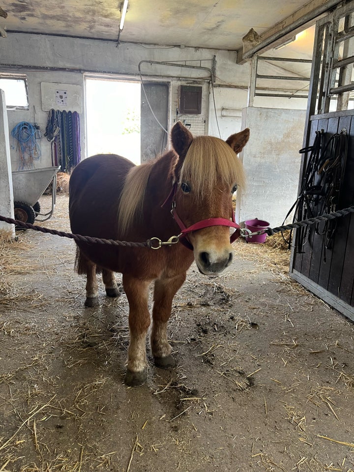 Shetlandspony, hoppe, 13 år