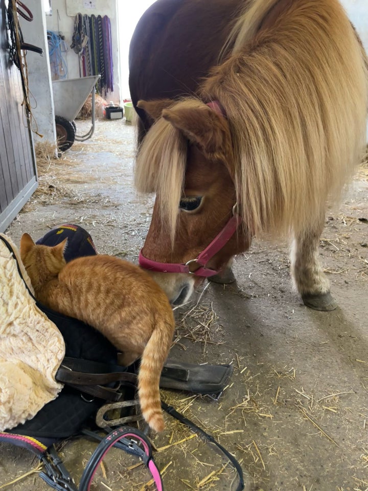 Shetlandspony, hoppe, 13 år