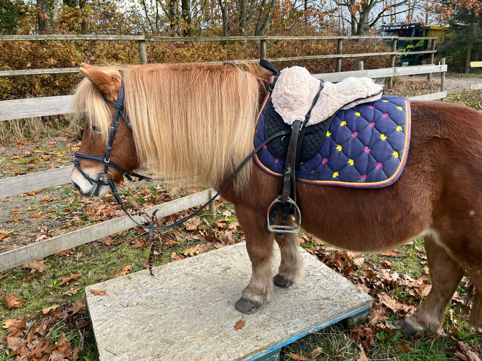 Shetlandspony, hoppe, 13 år