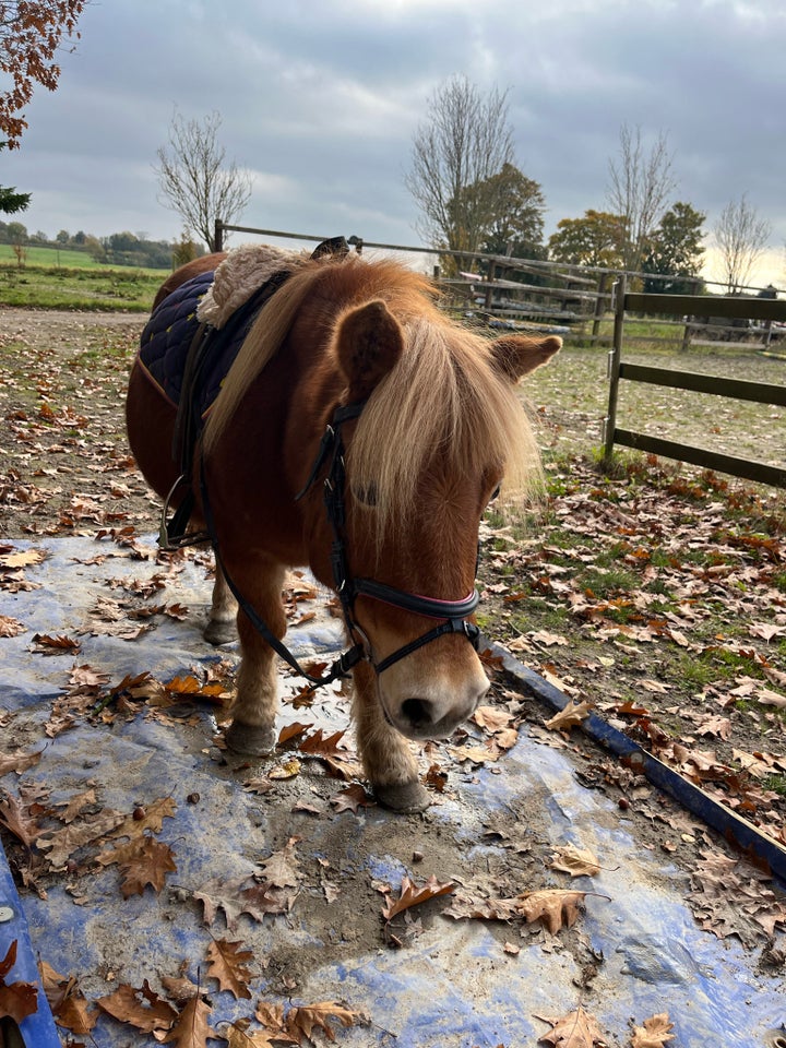 Shetlandspony, hoppe, 13 år