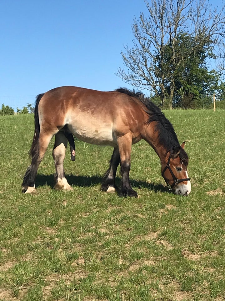 Ardenner hingst 1 år