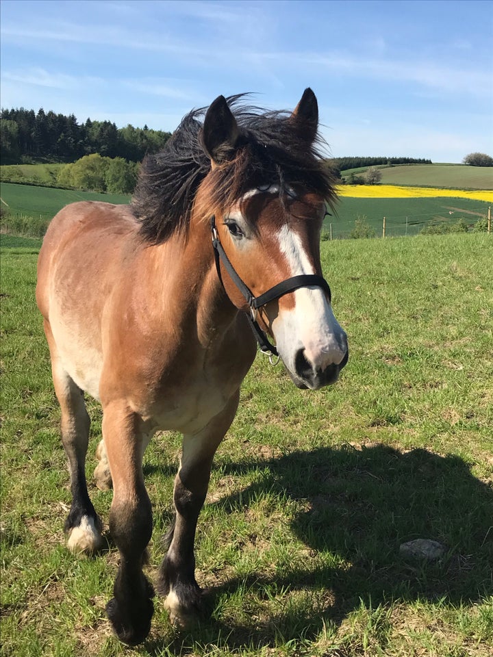 Ardenner hingst 1 år