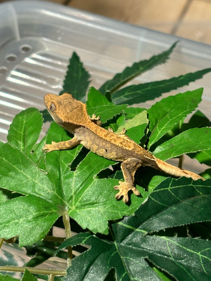 Gekko, Kronegekko