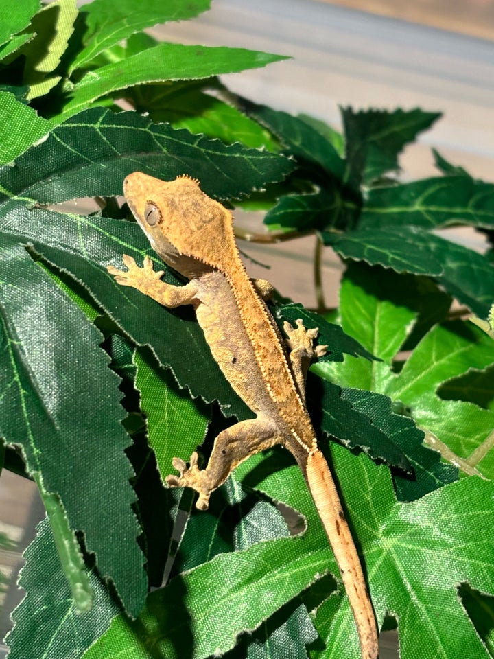 Gekko, Kronegekko