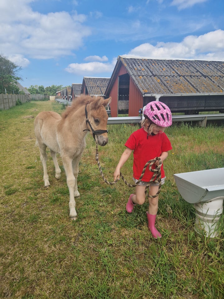 Islænder hingst 1 år