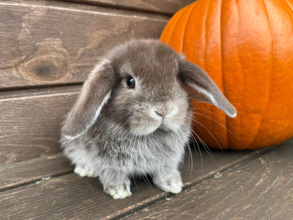 Kanin, Mini Lop, 0 år