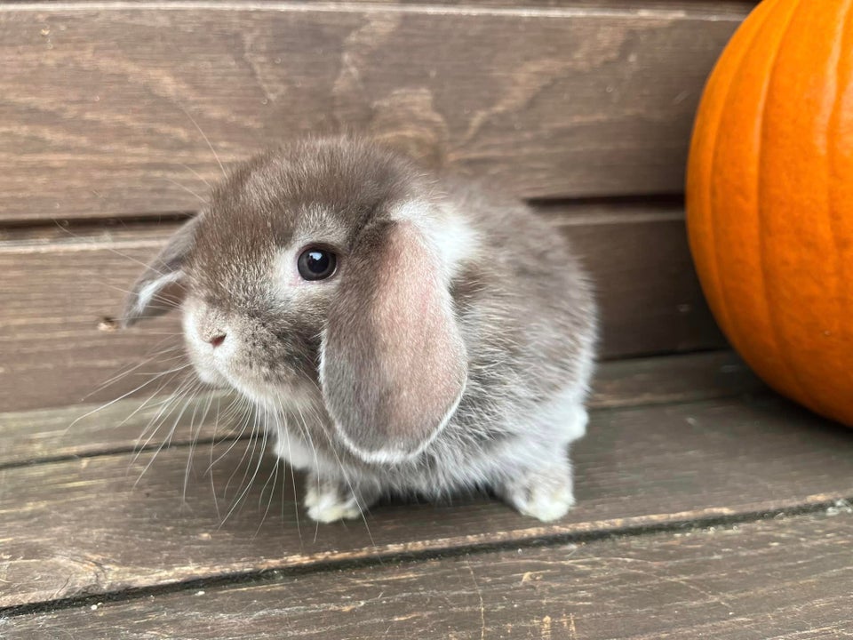 Kanin, Mini Lop, 0 år