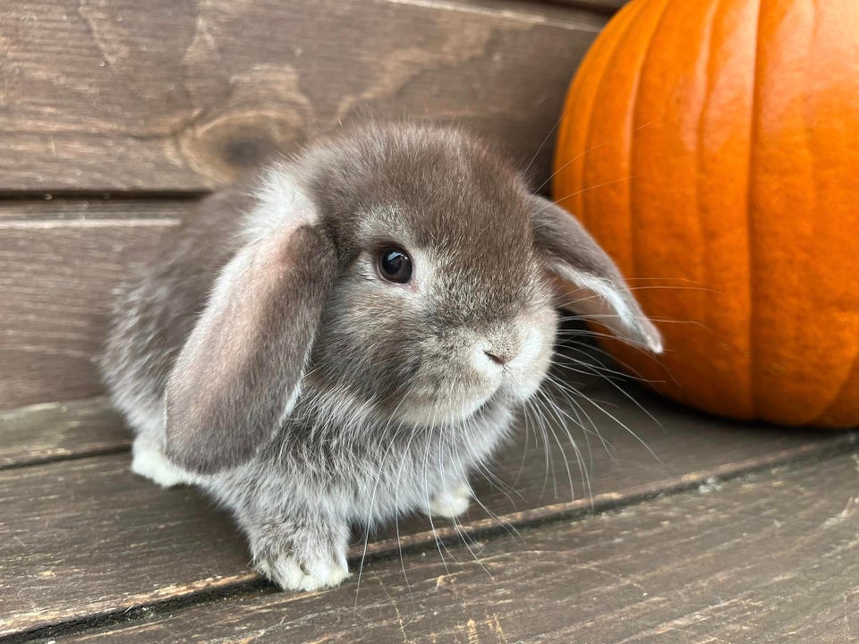 Kanin, Mini Lop, 0 år