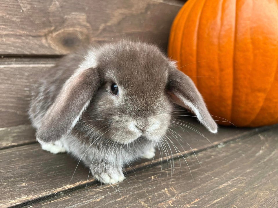 Kanin, Mini Lop, 0 år