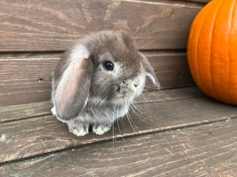 Kanin, Mini Lop, 0 år