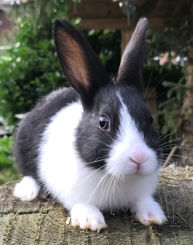 Kanin, HOLLÆNDER HUN SORT, 0 år