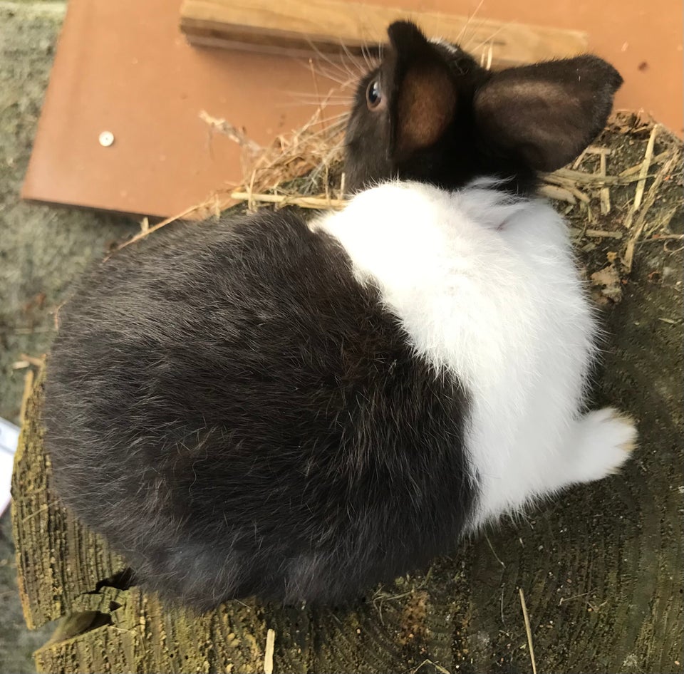 Kanin, HOLLÆNDER HUN SORT, 0 år