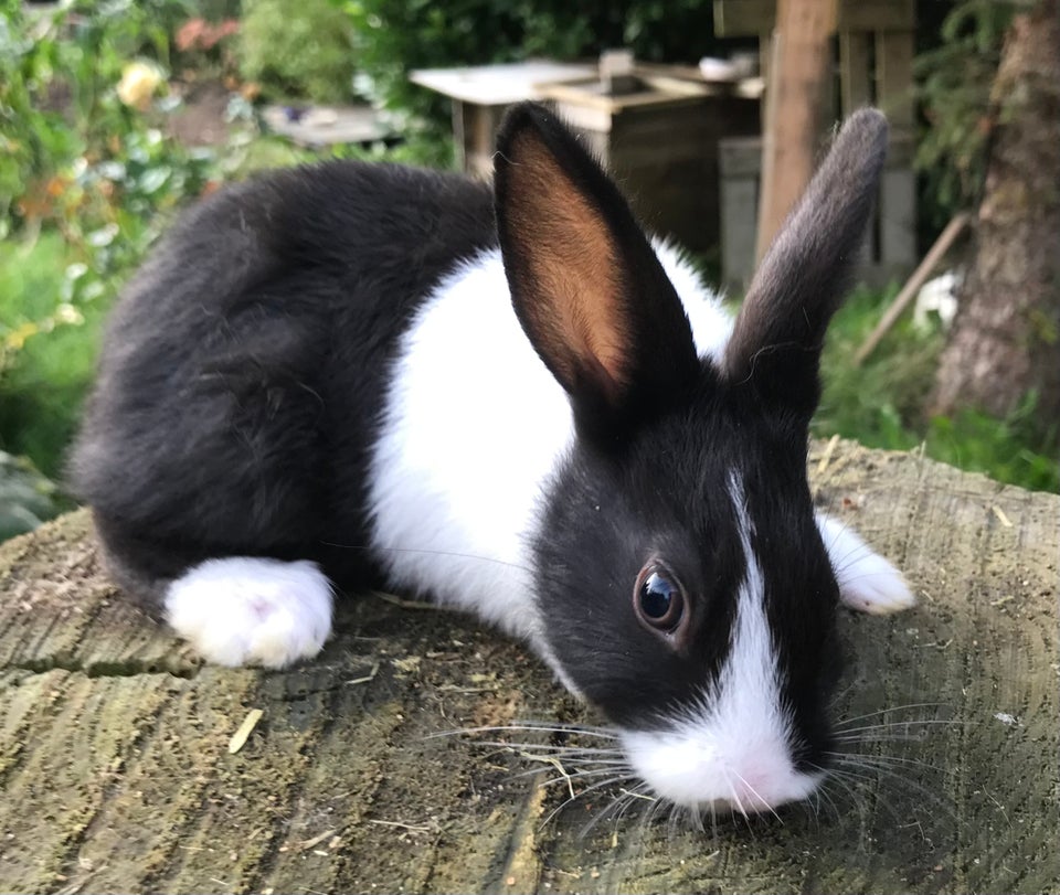 Kanin, HOLLÆNDER HUN SORT, 0 år