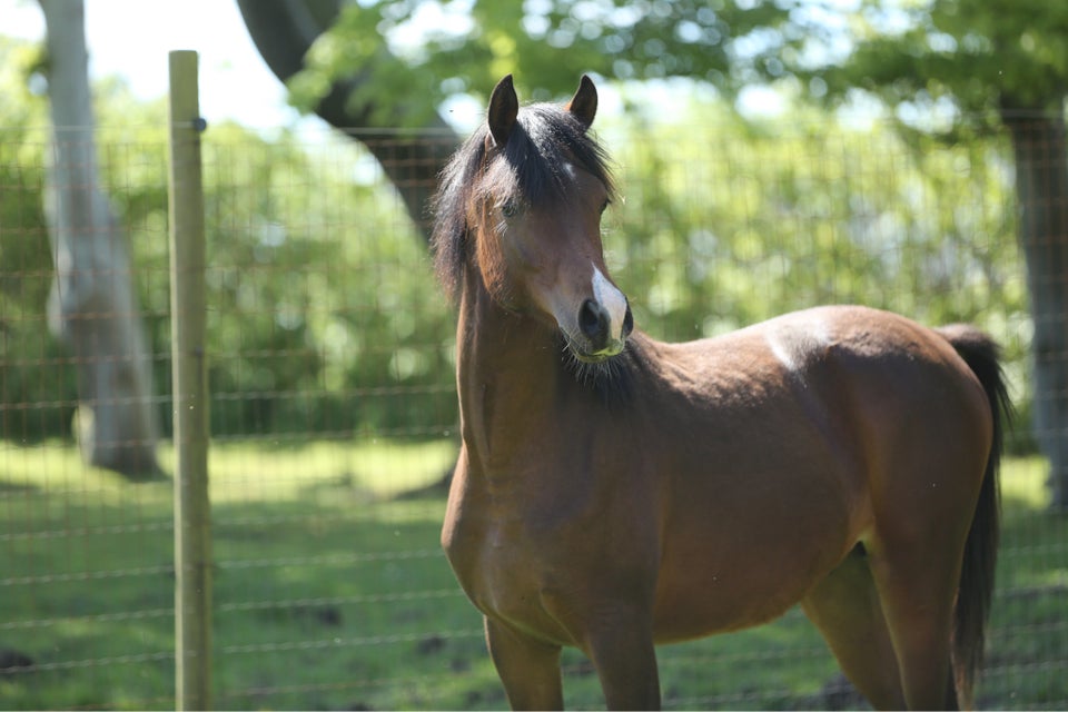 Arabisk fuldblod ox hingst 1 år