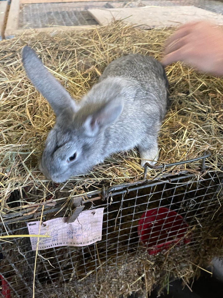 Kanin, Løvehoved krydsning , 0 år