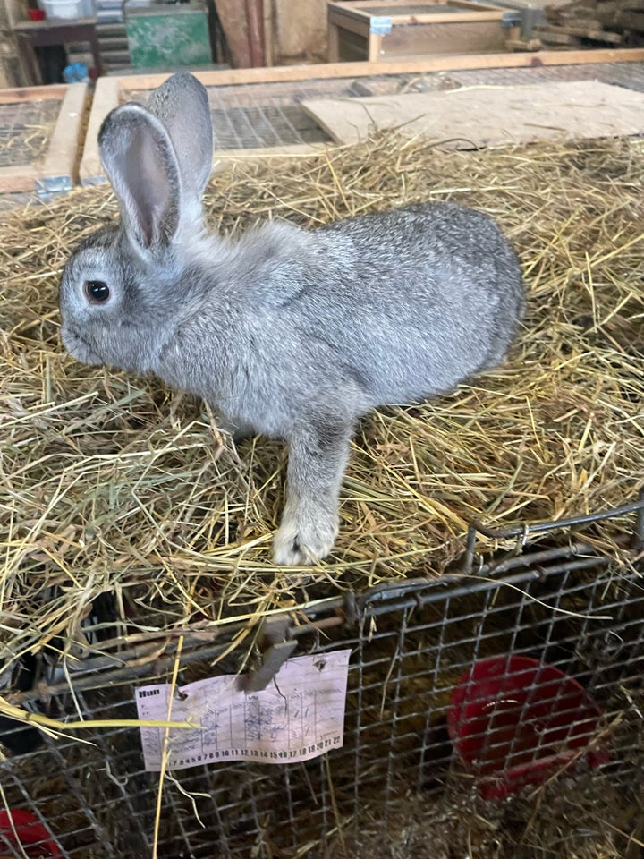 Kanin, Løvehoved krydsning , 0 år